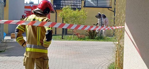 Uwaga! Pszczoły wyroiły się w Sławnie 🐝