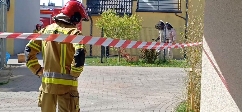 Pszczoły wyroiły się w Sławnie