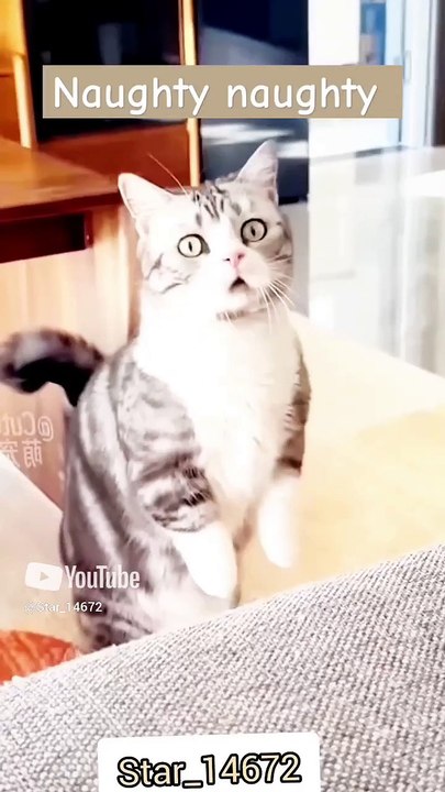 __Naughty naughty cat__ #lover #cat #cute #shortsvideo  @Star_14672