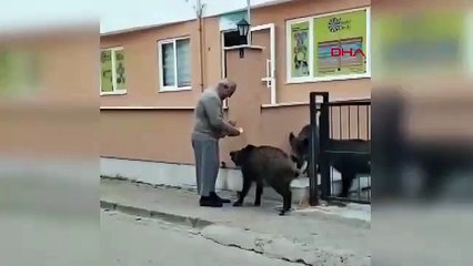 Muğla sokaklarında cirit atan domuzlar için harekete geçildi