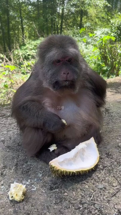 Monkey eating banana