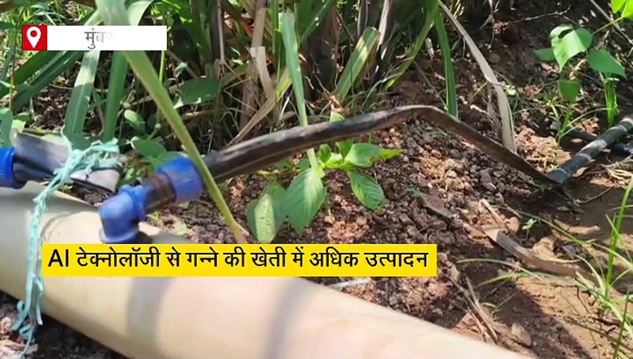 खेती के लिए AI तकनीक का हो रहा इस्तेमाल, गन्ने के प्रोडक्शन में इजाफा