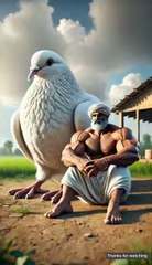 A poor farmer had a big pigeon and a hen 😭 #ai #pigeon #hen #farmer