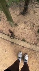 Wild animals are not pets 🤯
