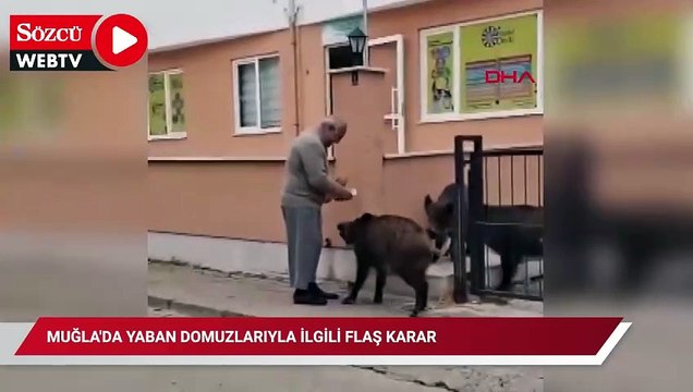 Muğla'da yaban domuzlarıyla ilgili flaş karar