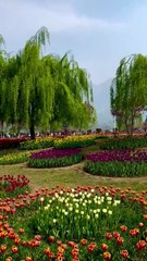 Stunning view Srinagar Kashmir