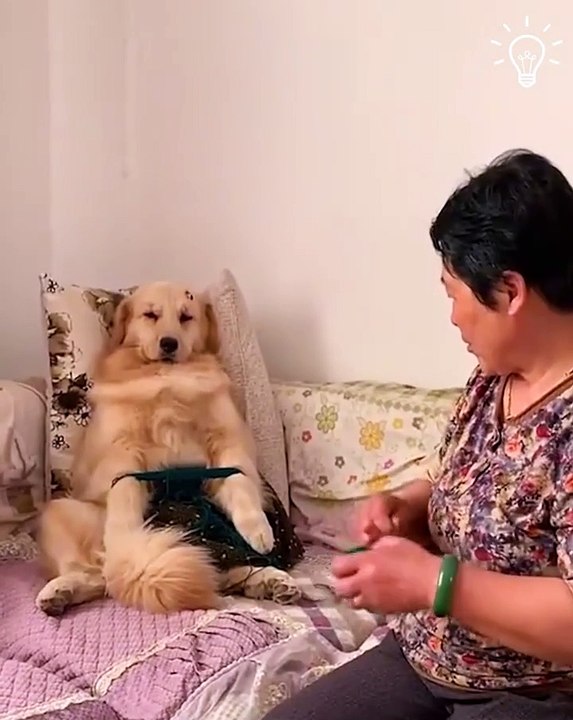 A honest dog know how to help his owners 🤣📸 🥰 #shorts #shortvideos #virlshorts #viralvideos #funnyvideos #comedy