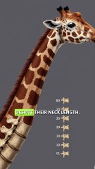 5 Fact about Giraffes that will blow your mind