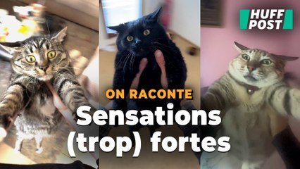 Cette tendance TikTok avec des chats n’est pas mignonne mais dangereuse, alerte un véto