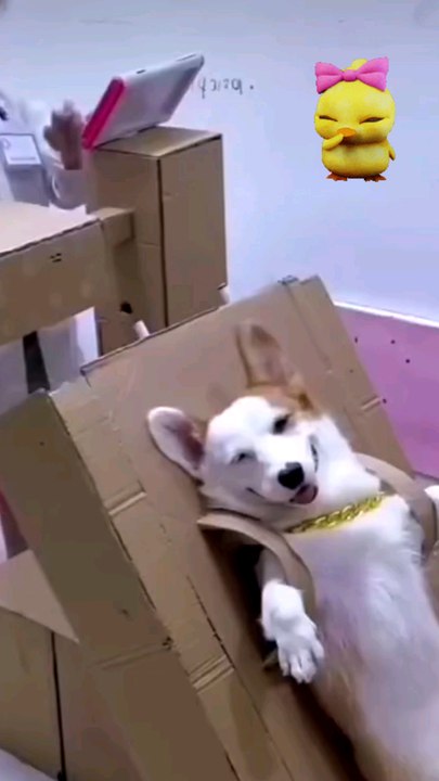 köpek röntgen cekti