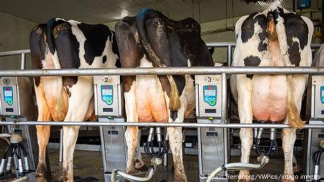 Cow AI: How robots are changing cattle farming