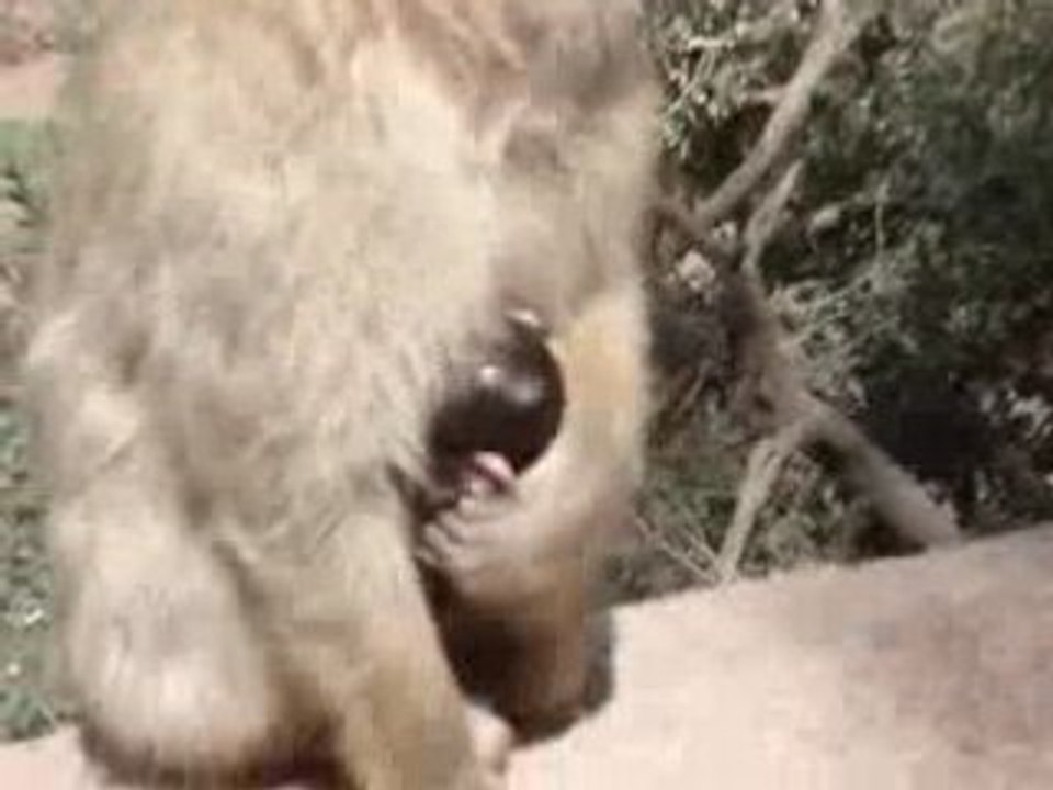 MAROC - Singes aux Cascades d'Ouzoud