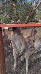 Kangaroos without muscles in Australia