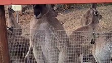 Kangaroos without muscles in Australia