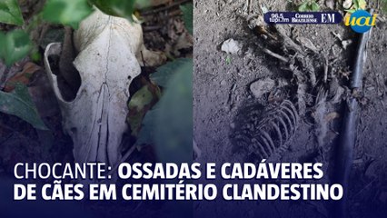 Cadáveres de cães são encontrados em cemitério clandestino