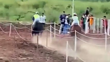 Imágenes fuertes: Caballo muere y jinete resulta herido en plena carrera en San José de Chiquitos (Video)