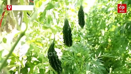 खेती का आधुनिक आइडिया, किसान ने लगाया ऐसा दिमाग, हर साल लाखों का मुनाफा