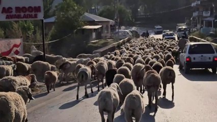 #Shepherds and the #migrating #sheep 🐏🐑🐐