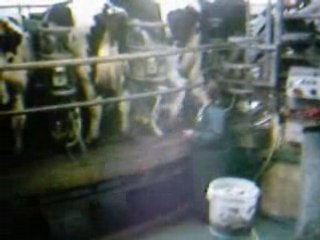 Traite des vaches
