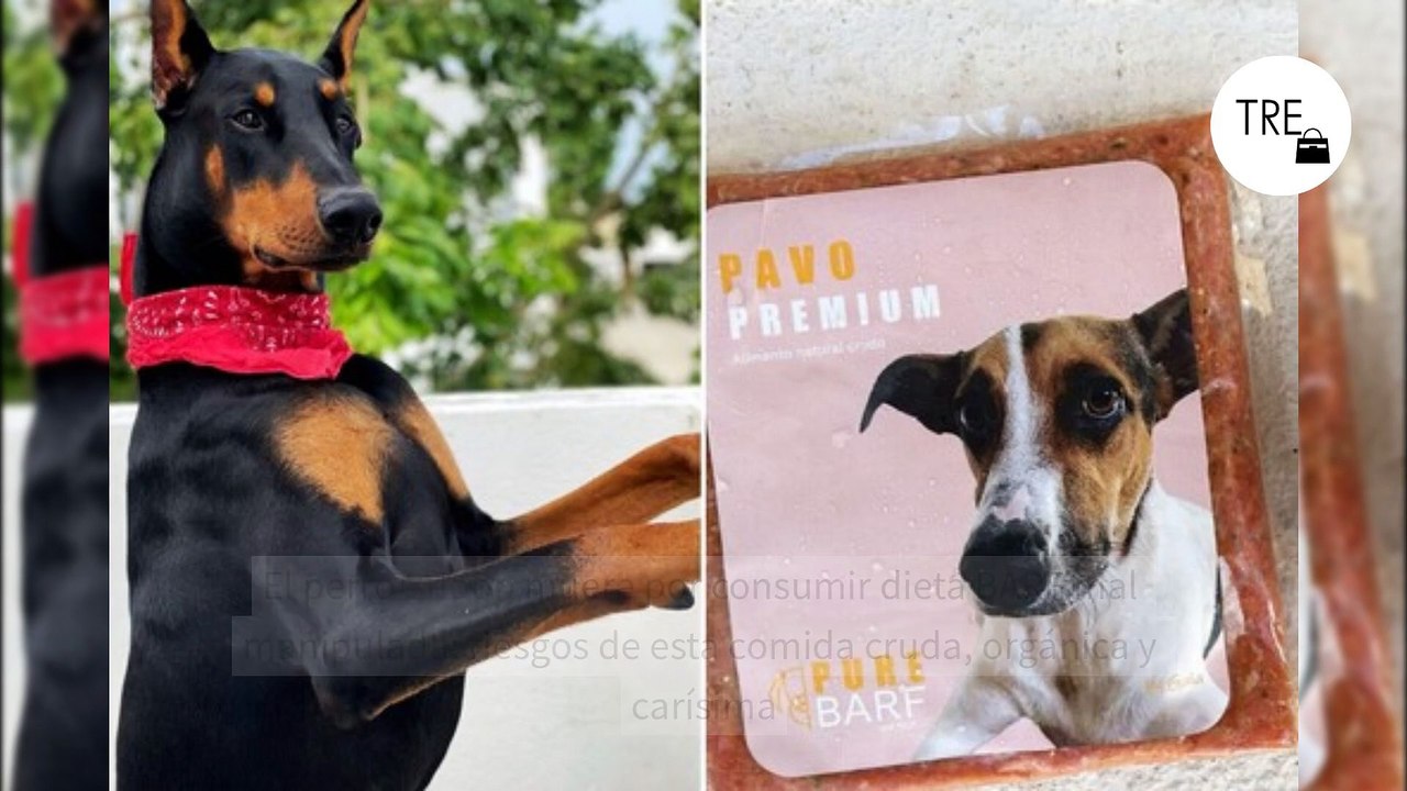 El perro Snoop muere por consumir dieta BARF mal manipulada: riesgos de esta comida cruda, orgánica y carísima