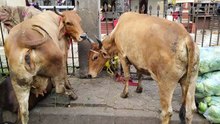 holly cow #animalhumor #indiancows #indiancow