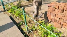 lovely donkey on Elephanta isle #animalhumor #animals #donkeykong