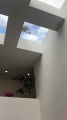 Un coyote assoiffé vient boire sur le toit de la maison