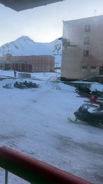 Ne jamais menacer un ours polaire