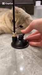 #cute cats#funny animals#viral video #comedy#chinese