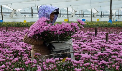 Flores de Colombia: De Antioquia a Miami 🌸