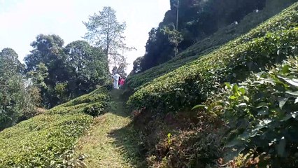 Darjeeling tea garden 2025