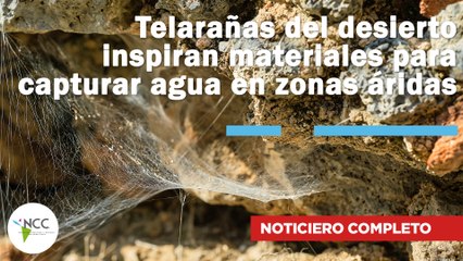 Telarañas del desierto inspiran nuevos materiales para capturar agua |757 | 05 al 11 de mayo de 2025