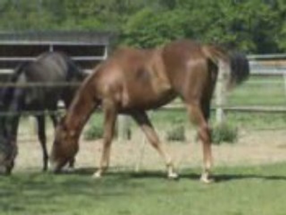 POULICHE 2 ANS DEBOURREE 1m70