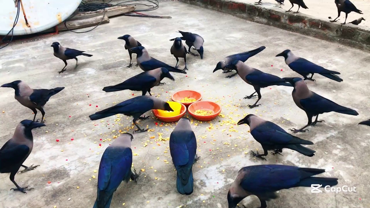 Very Huge numbers of Crows crowing and cowing sound | Crow birds are Feeding Foods In Morning P-12
