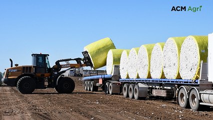 Cotton picking season kicks off in southern Queensland