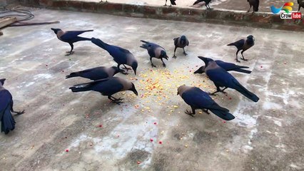 Angry kauwa ki awaaz - Crow feeding time | Huge Numbers Of Crows are Crowing for food & salty P-13