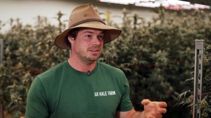 Ongoing concerns about the impact of imported medical cannabis