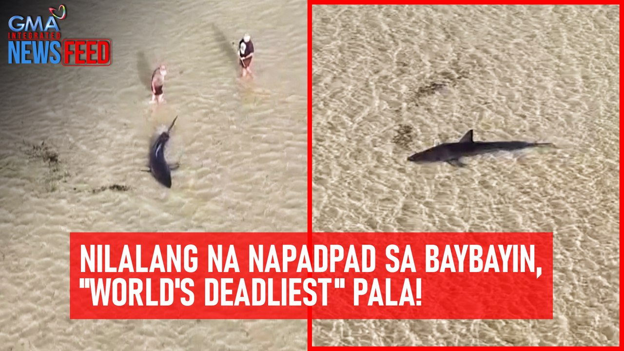 Nilalang na napadpad sa baybayin, "world's deadliest" pala! | GMA Integrated Newsfeed