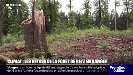 À cause du réchauffement climatique et des épisodes de forte chaleur, les hêtres de la forêt de Retz sont en danger