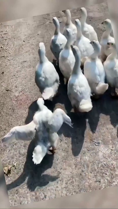 Woaaseeek