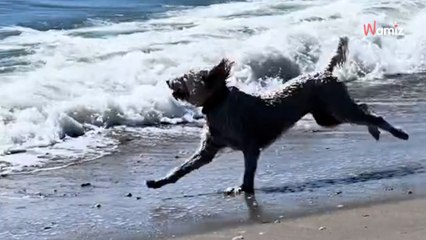 Ce chiot repère des dauphins au large : elle croit halluciner en le voyant aussi loin du rivage (vidéo)