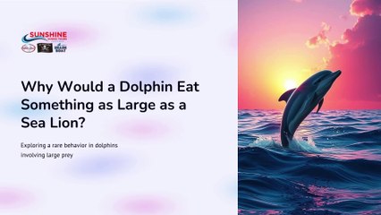 Why Would a Dolphin Eat Something as Large as a Sea Lion
