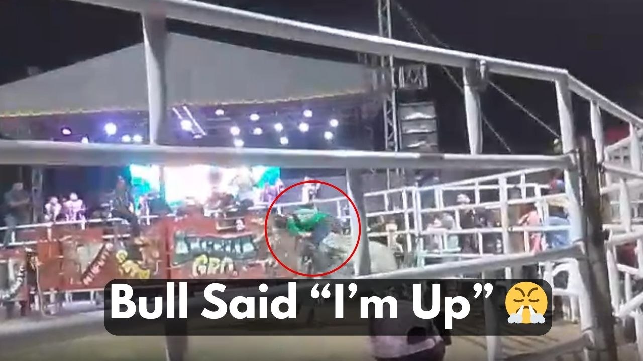 Bull breaks out of pen and leaves terrified spectators running for their lives
