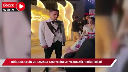Düğünde gelin ve damada takı yerine at ve buzağı hediye edildi