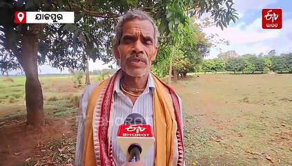 ଗଛ ମଣିଷ ଗୁଣ୍ଠିରାମ, ଏକ ଲକ୍ଷରୁ ଊର୍ଦ୍ଧ୍ବ ଗଛ ଲଗେଇଛନ୍ତି ଦିନ ମଜୁରିଆ