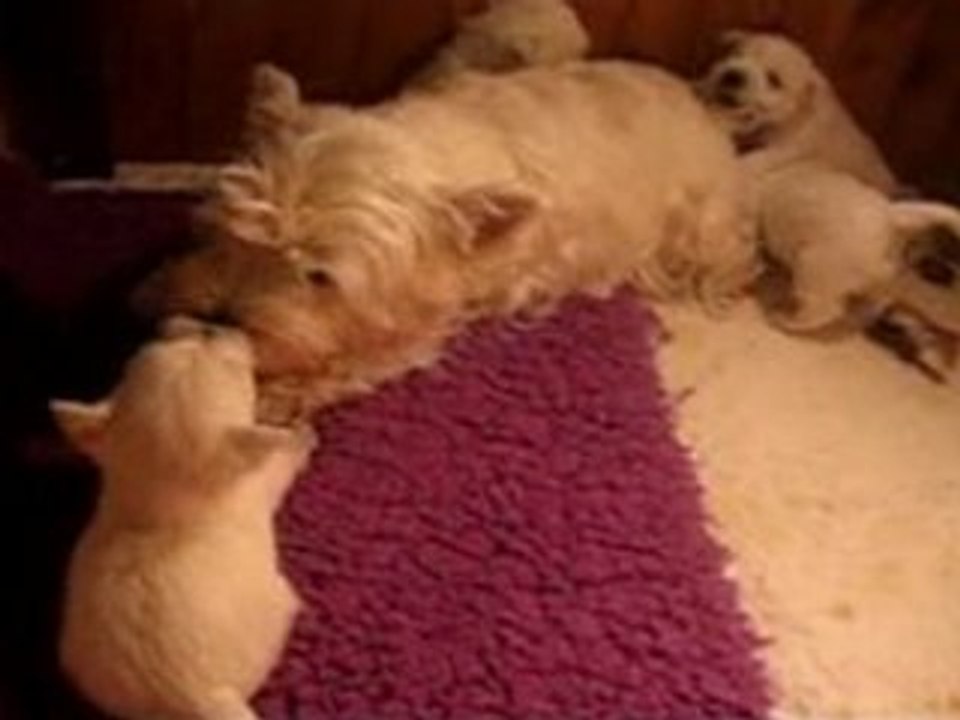 Petits westies!