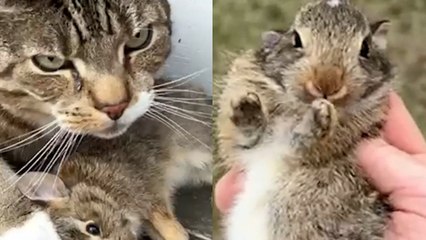 Mann rettet Kaninchen, das von seiner Katze gefangen wurde