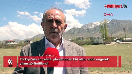 En zehirli tür! Bölgede ikinci kez görüldü: Isırdığı an yaşama şansı bırakmıyor
