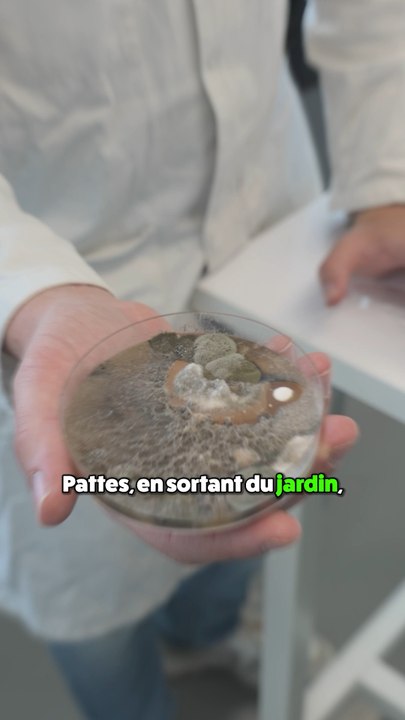 se faire baffer par chien, c’est dangereux ? 🥊 Les chiens au service de la science Partie 2 🧫