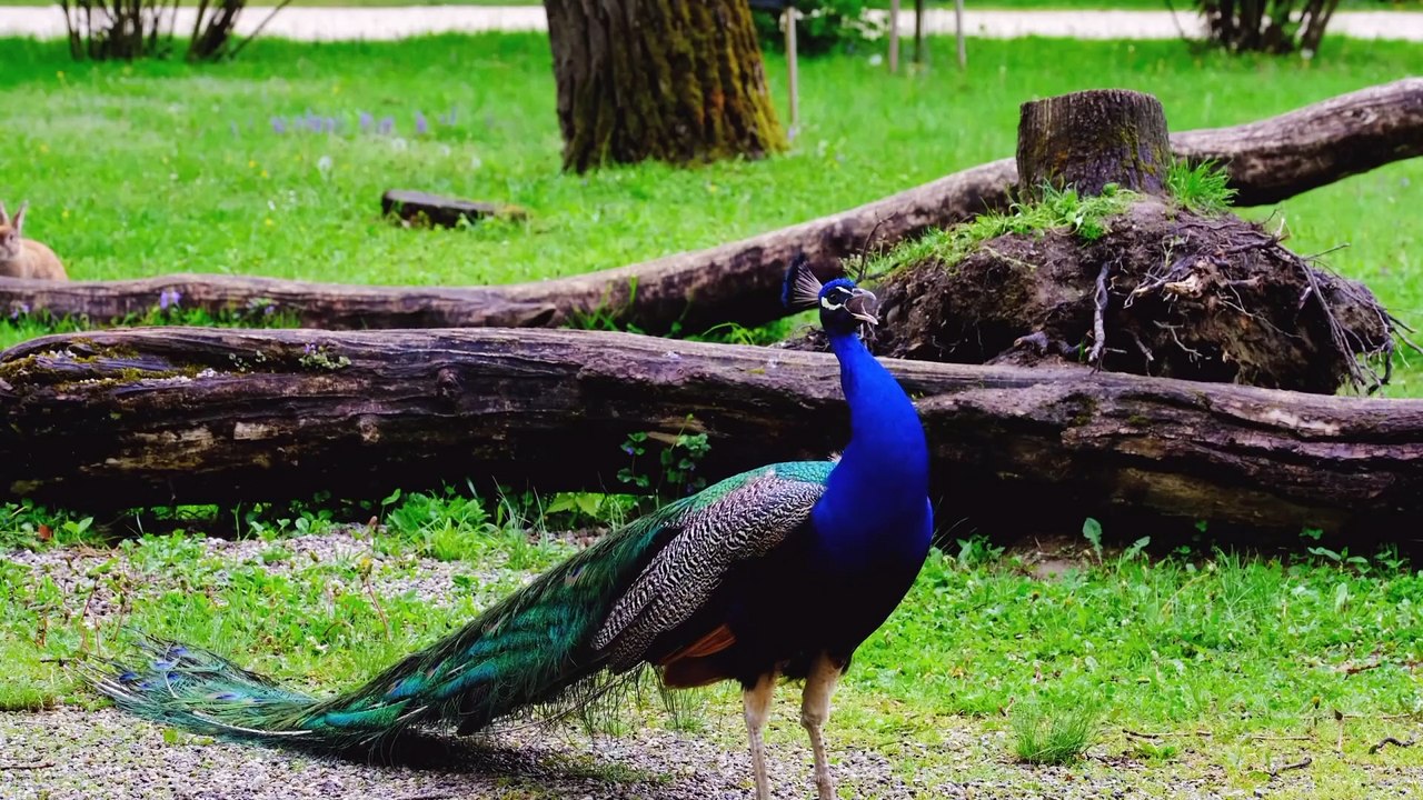 Amazing Farm Animal Sounds: Cow, Dog, Cat, Horse, Elephant, Sheep, Pig, Chiken, Rabbit, Duck, & More